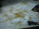 [TodoMarino.com] Taller Usuarios RED SEA MAX