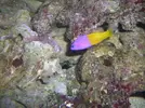 [TodoMarino.com] evolucion red sea max