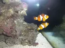[TodoMarino.com] evolucion red sea max