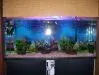 [TodoMarino.com] por fin !!!! les presento mi acuario(fotos)