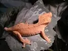 [TodoMarino.com] Vendo, regalo o cambio dos geckkos (Madrid)