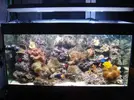 [TodoMarino.com] Acuario Jose Cartagena "Nuevo comienzo"