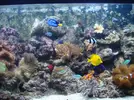 [TodoMarino.com] Acuario Jose Cartagena "Nuevo comienzo"
