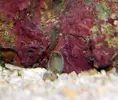 [TodoMarino.com] Mini gambas comedoras de caracoles !!