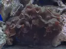 [TodoMarino.com] acuario de zesytar