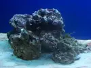 [TodoMarino.com] acuario de zesytar
