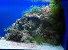[TodoMarino.com] acuario de zesytar