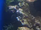 [TodoMarino.com] acuario de zesytar
