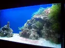 [TodoMarino.com] acuario de zesytar