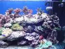 [TodoMarino.com] Mi acuario