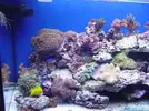 [TodoMarino.com] Mi acuario