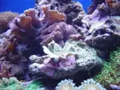 [TodoMarino.com] Mi acuario