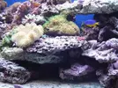 [TodoMarino.com] Mi acuario