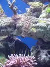 [TodoMarino.com] Mi acuario