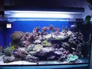 [TodoMarino.com] Mi acuario