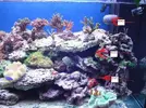 [TodoMarino.com] Mi acuario
