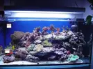 [TodoMarino.com] Mi acuario