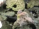 [TodoMarino.com] buceo y acuario xcaret mexico 1