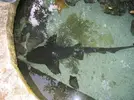 [TodoMarino.com] buceo y acuario xcaret mexico 1