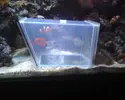 [TodoMarino.com] Centropyge loricurus