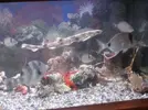 [TodoMarino.com] Foto de Mi acuario