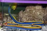 [TodoMarino.com] nuevo habitante