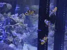 [TodoMarino.com] ¡Ya tengo peces!