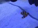 [TodoMarino.com] ¡Ya tengo peces!
