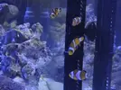 [TodoMarino.com] ¡Ya tengo peces!