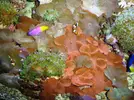 [TodoMarino.com] Acuario