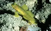 [TodoMarino.com] nano 25 l de maude