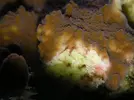 [TodoMarino.com] Nudibranquios comedores de montiporas.