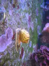 [TodoMarino.com] Nombre de este caracol