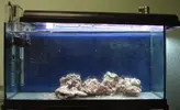 [TodoMarino.com] Mi acuario 200L madurando... dudas a tutti