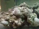 [TodoMarino.com] Mi acuario 200L madurando... dudas a tutti