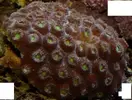 [TodoMarino.com] Que les parece mi Coral Moon.
