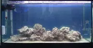 [TodoMarino.com] Mi acuario 200L madurando... dudas a tutti
