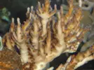 [TodoMarino.com] Acuario
