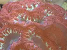 [TodoMarino.com] Acuario