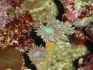 [TodoMarino.com] Acuario