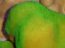 [TodoMarino.com] Corales
