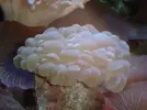 [TodoMarino.com] Corales