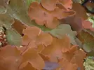 [TodoMarino.com] Corales