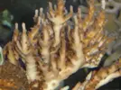 [TodoMarino.com] Corales