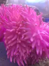 [TodoMarino.com] heteractis crispa LILAS y AMARILLAS