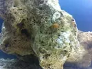 [TodoMarino.com] Nuevo proyecto  100l, con sumo de 60l