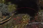 [TodoMarino.com] zoos no se abren