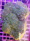 [TodoMarino.com] zoanthus XXL