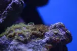 [TodoMarino.com] ¿Esto es Cianobacteria?