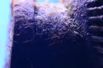 [TodoMarino.com] ¿Esto es Cianobacteria?